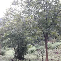 فروش باغ هکتاری