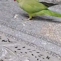 ملنگو سالم دستی