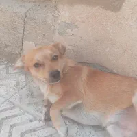 سگ فیندو