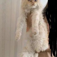 گربه پرشین هیمالیا|گربه|اصفهان, ملک‌شهر|دیوار