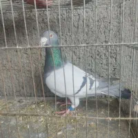 نر مسافتی کلوپ(۲میلیون)