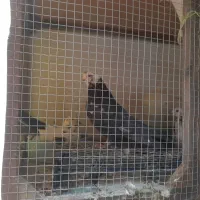 کبوتر فروشی|پرنده|کاخک, |دیوار