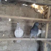 سلام خدمت عشقبازان|پرنده|قم, شهرک سازمان آب|دیوار