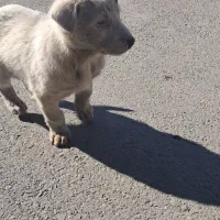 سگ چینی|حیوانات|بروجرد, |دیوار