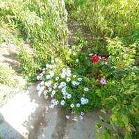 اجاره روزانه باغ ویلا تفریحی با خانه باغ مبله|اجارهٔ کوتاهمدت ویلا و باغ|شاهرود, |دیوار