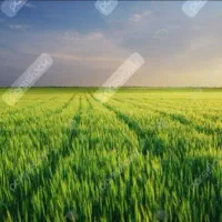 اجاره زمین دیمی برای کاشت گندم
