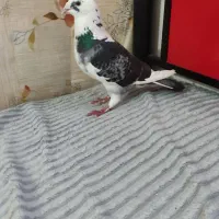 کبوتر نر