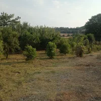 هرس کردن درخت|خدمات باغبانی و درختکاری|گرگان, |دیوار