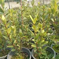 یاس هلندی و برگ بو