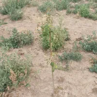 زمین 2200 مترسندداربا وام پنج میلیارد صایین قلعه