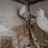 کفتر افغان|پرنده|چابهار, |دیوار