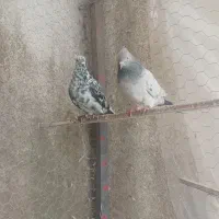 کبوتر تهرانی پرشی