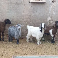 بره و بزغاله