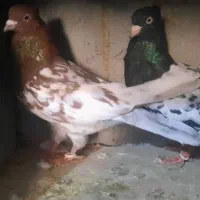 جفت کبوتر کله ای