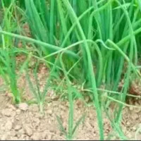 پیاز و که ور مخصوص کلانه|گل و گیاه طبیعی|زیویه, |دیوار