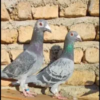 11 عدد کبوتر|پرنده|گرگان, |دیوار