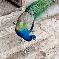 طاووس زیبا