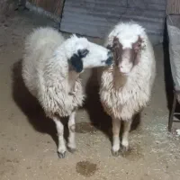 قوچ و میش