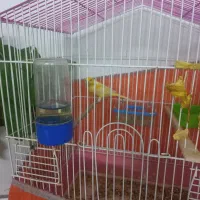 قناری نر|پرنده|نسیم‌شهر, |دیوار