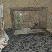 مینا|پرنده|جوین, |دیوار