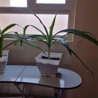 دوعدد گل سوسن شاداب|گل و گیاه طبیعی|یزد, |دیوار