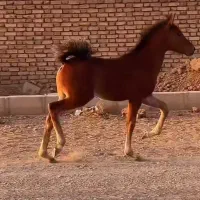 کره مادیان کرد