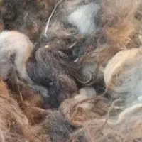 پشم گوسفندی