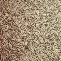 میلورم زنده