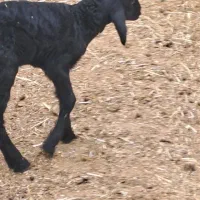 بره شیری