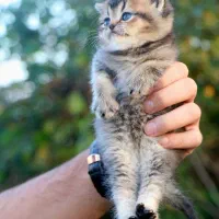 اسکاتیش بریتیش ماده بچه|گربه|رشت, منظریه|دیوار