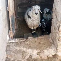 بره نرمحلی سبک وزن