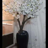 درختچه شکوفه گیلاس