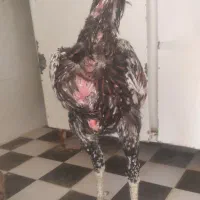 لاری خروس