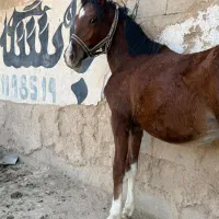 اسب کره نوه سالار۲