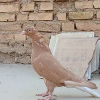 زرد دم سفید