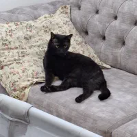 برای یک ماه