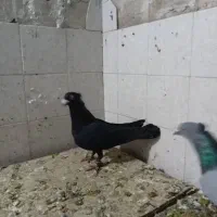 کبوتر|پرنده|شیراز, بریجستون|دیوار