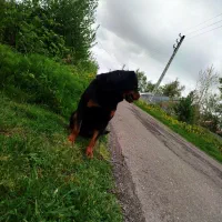 سگ‌ روت وایلر برای جفت آلمانی|سگ|رشت, فخب|دیوار