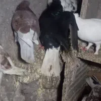 تعدادی کبوتر در سیرجان|پرنده|شهر بابک, |دیوار