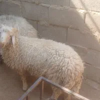 بره نرموقعیت بافق|حیوانات مزرعه|یزد, |دیوار