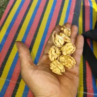 گردو ی درجه یک کاغذی