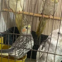 طوطی عروس هلندی|پرنده|رشت, سیا اسطلخ|دیوار