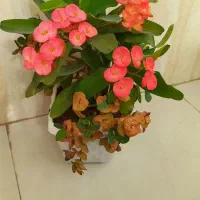 گل مرجان گلدرشت|گل و گیاه طبیعی|تبریز, |دیوار