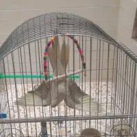 عروس هلندی ماده