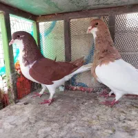 کبوتر|پرنده|مبارکه, |دیوار
