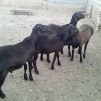 بره قوچی