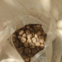 گردوی درشت پاوه