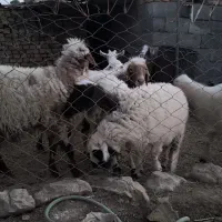 میش آبستن|حیوانات مزرعه|خرانق, |دیوار