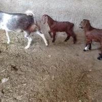 بز با دو عدد کره نر ۳ ماهه|حیوانات مزرعه|تفت, |دیوار