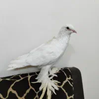 کبوتر پاپر|پرنده|قم, باجک دو|دیوار